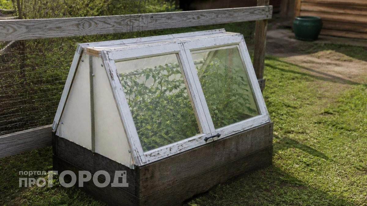 Теплица из поликарбонат уже в прошлом: собрал парник из старых окон за один день