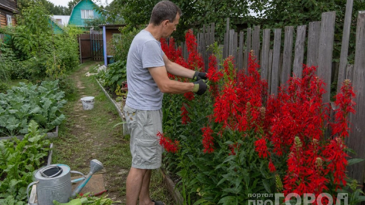 Алое пламя без единой искры: как создать в саду огненную стену из ярких цветов