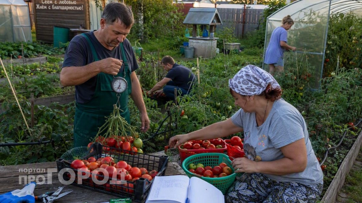 Собрал 15 сортов томатов для ленивого огорода: снимаю по 80 килограммов даже в холодном августе без хлопот