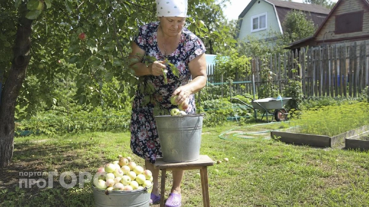 Лучше сгниют на ветке – чем раздам хоть одно яблоко: жительница села объяснила, почему не кормит родню