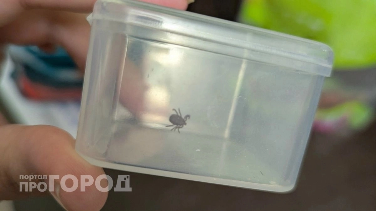 Роспотребнадзор назвал самые опасные районы районы Нижегородской области из-за активности клещей