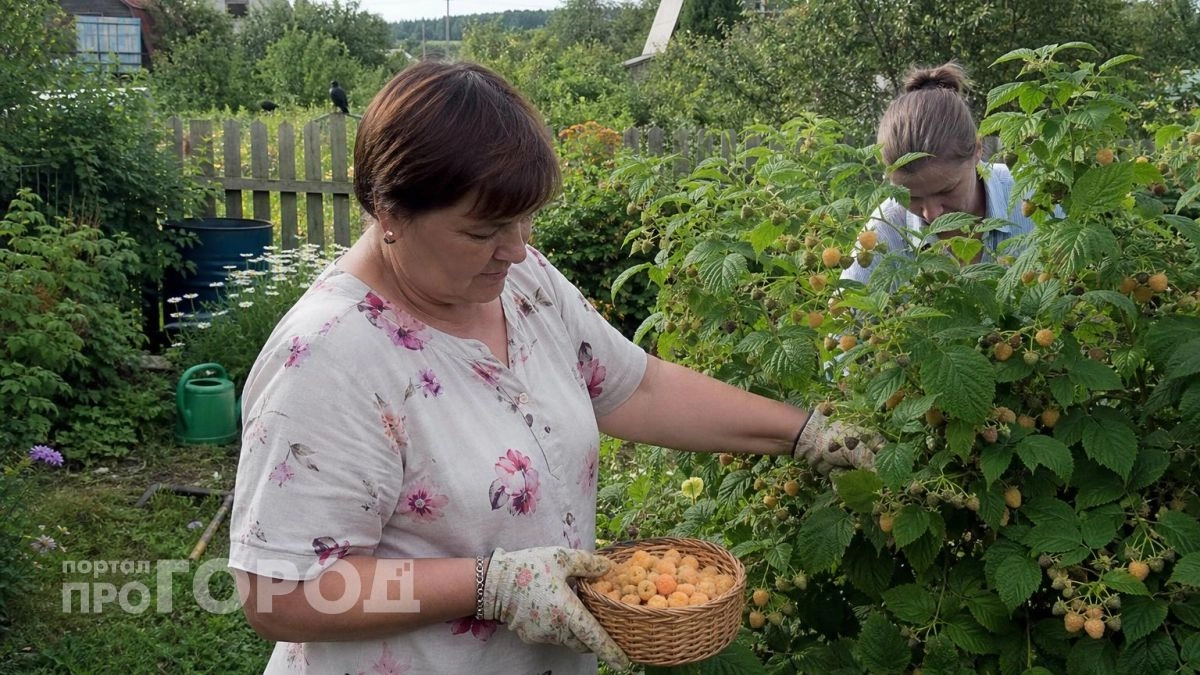 Птицы облетают этот сорт стороной: почему желтая малина станет вашим главным фаворитом на дачном участке