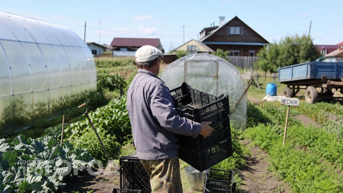 Поликарбонат больше не единственный выбор: чем покрыть теплицу, чтобы не менять материал каждые несколько лет