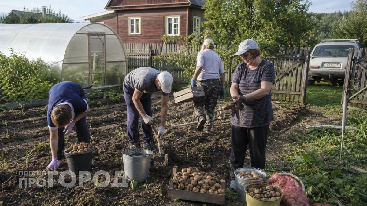 Копайте картофель в эти августовские даты: так клубни не сгниют в погребе и останутся твердыми до самой весны