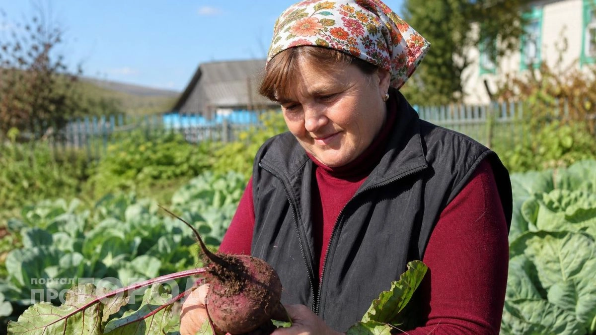 Храню свеклу этим способом – до самой весны сочная и сладкая, и не гниет