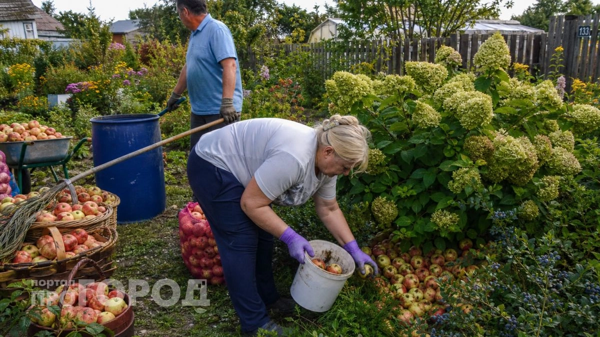 Перестаньте таскать мешки с падалицей на помойку: вот как я превращаю горы яблок в пользу для своего участка