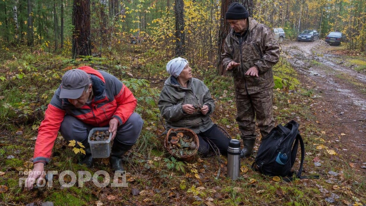 Лес кормит лучше работы: россияне массово скупают машины на деньги от продажи редкого лесного деликатеса