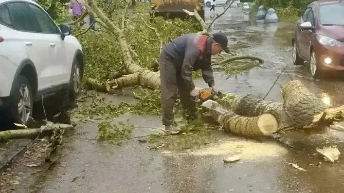 Смерч в Автозаводском районе повалил четыре дерева