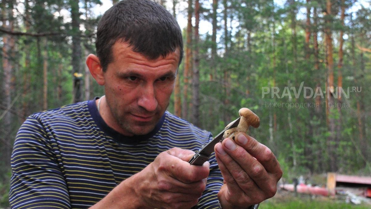 Грибные туры в Нижегородской области набирают популярность от 1000 рублей
