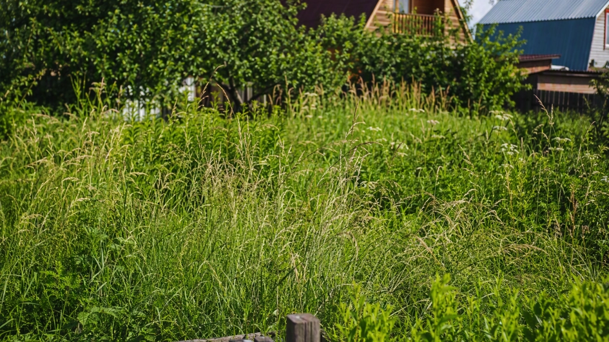 Почти 6,8 тысячи нижегородцев пострадали от клещей, треть случаев — у дома