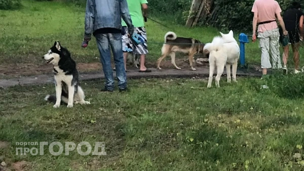 Что делать нижегородцам, если соседская собака воет днем и ночью