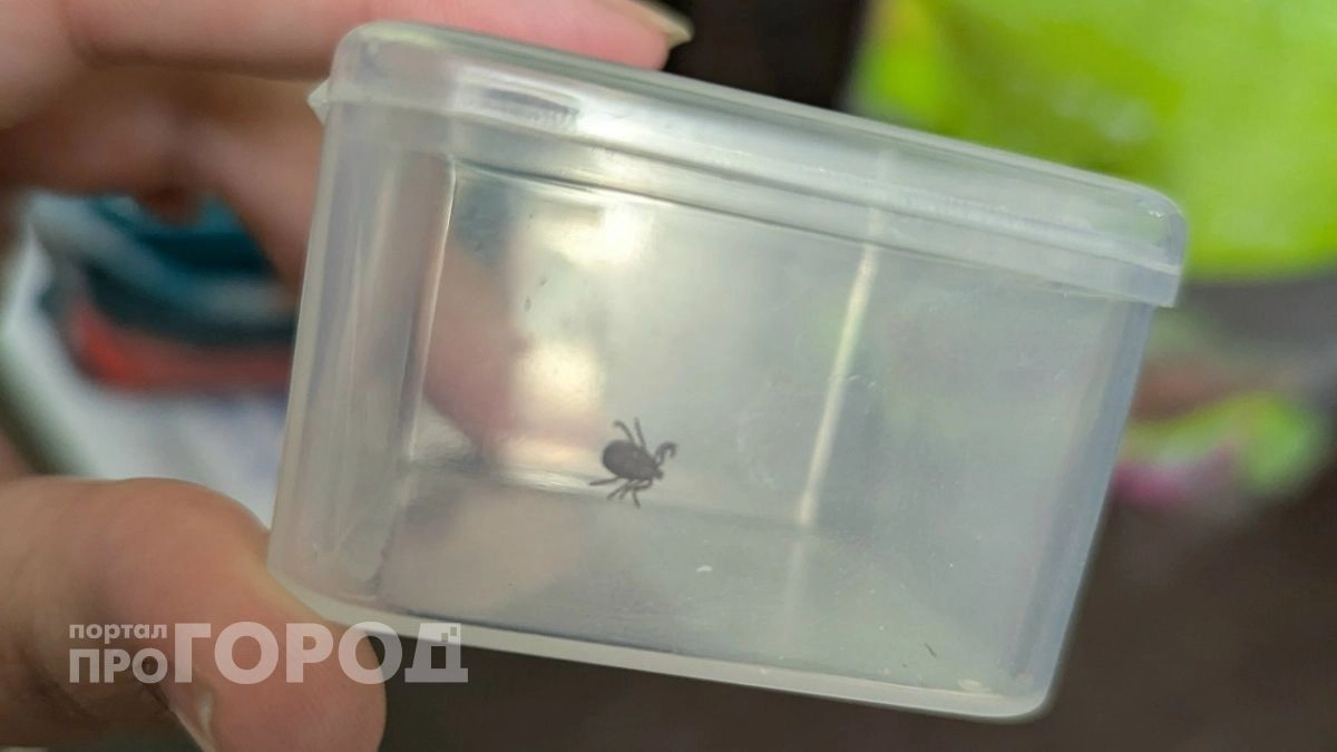Число обращений из-за клещей снизилось в Нижегородской области