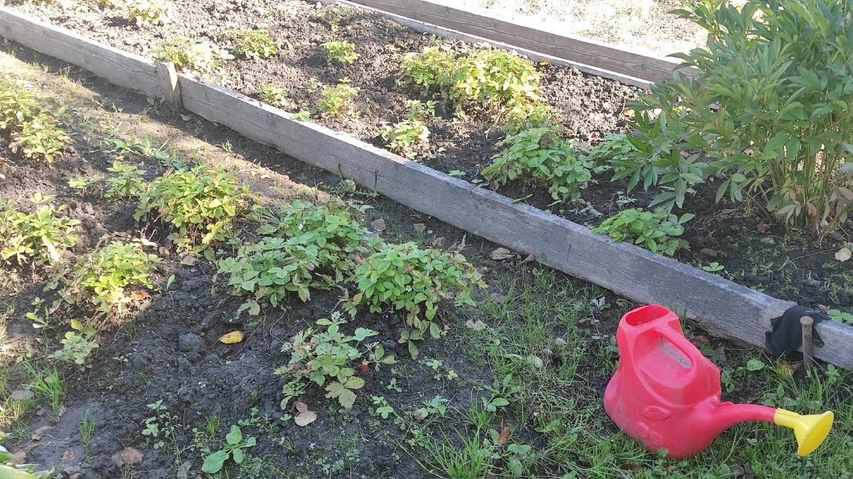 2 горсти сыплю под каждый куст: сентябрьская подкормка, после которой клубника всю зиму готовится к щедрому сезону
