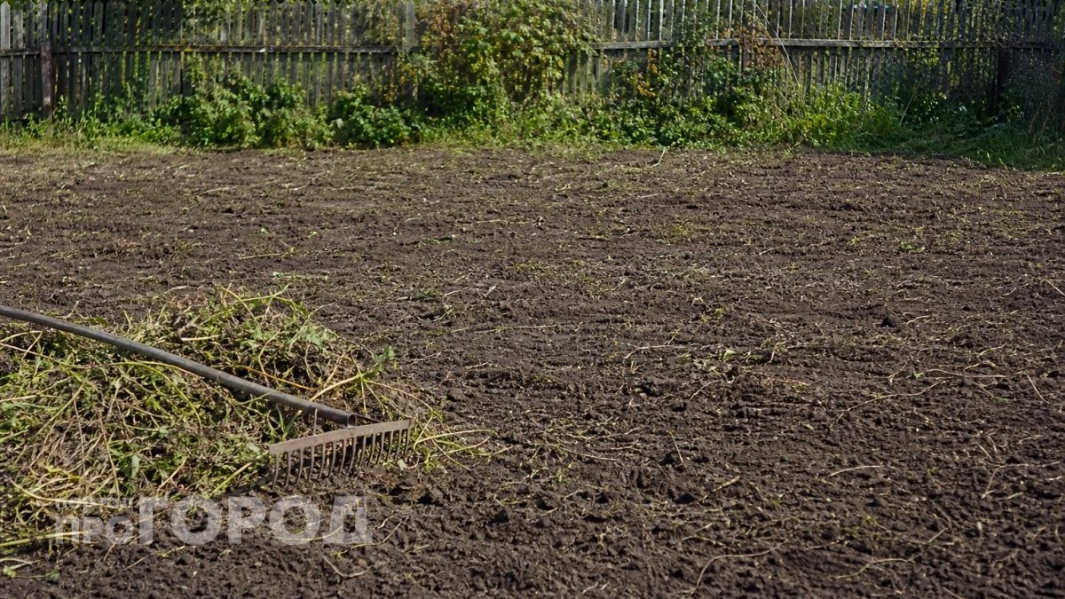 Навоз больше не нужен: этот сидерат сажаю после картофеля - урожайность выросла в 2,5 раза