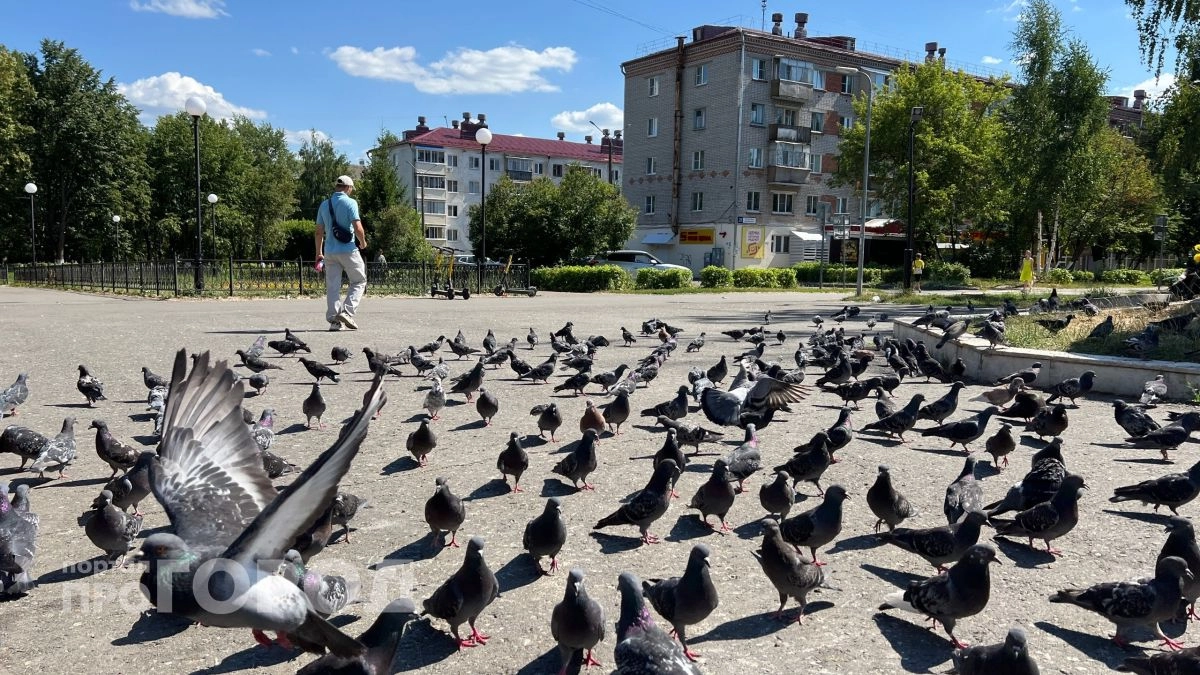 В городе Бор заметили массовую гибель птиц на улицах