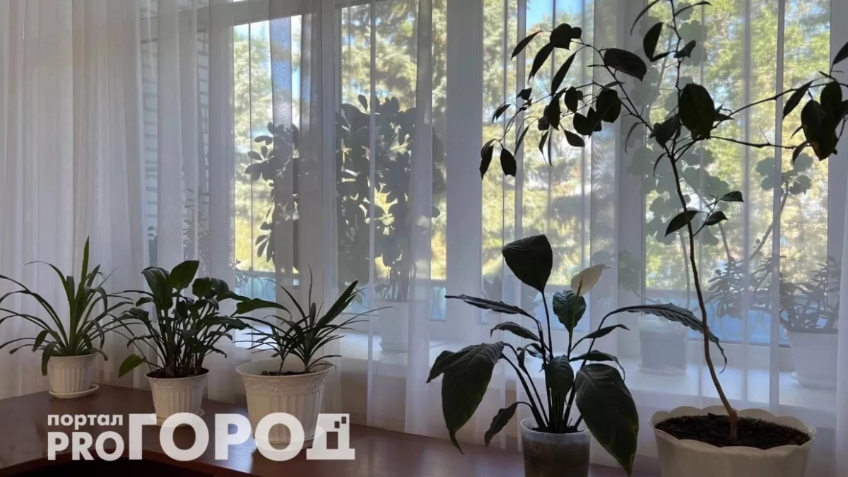 Вытягивают силы и здоровье: три растения-вампира, которые лучше выбросить из дома