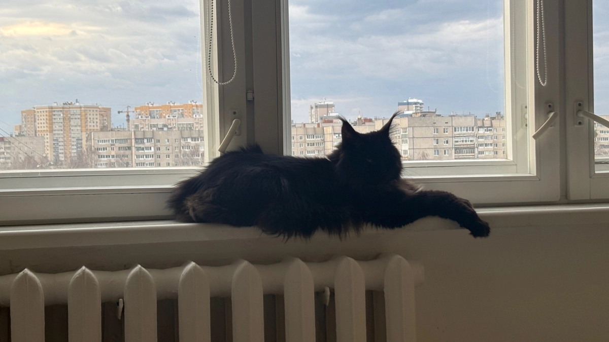 Почему кошка "фукает" на вас: названы 3 запаха, которые кошки не переносят