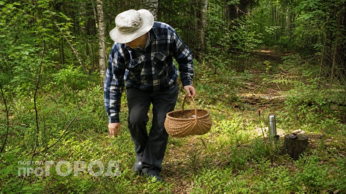 Этот гриб многие обходят стороной — а зря: плотный, мясистый и отлично жарится