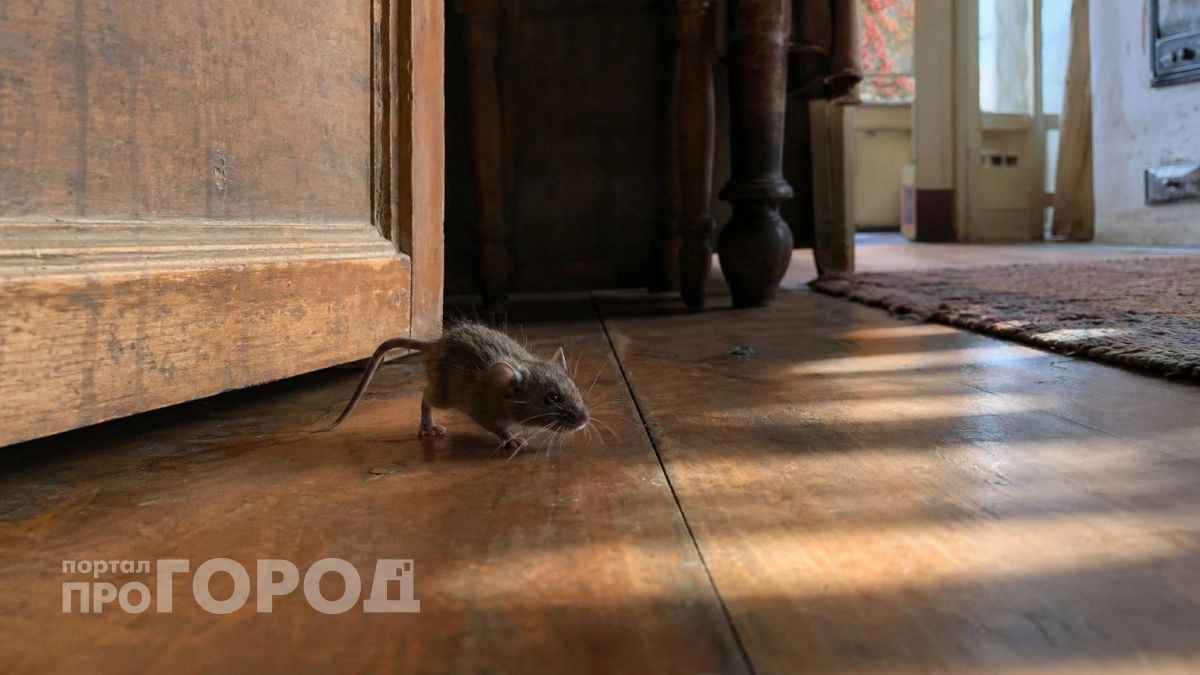 Мышей как ветром сдуло: старый сторож научил немецкому лайфхаку, который раз и навсегда прогонит надоедливых грызунов