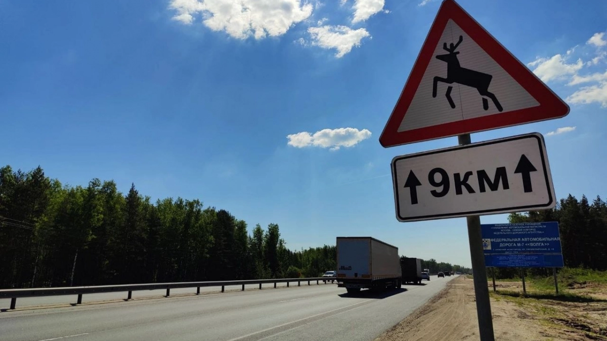С начала года нижегородские водители сбили более 140 диких животных на трассах