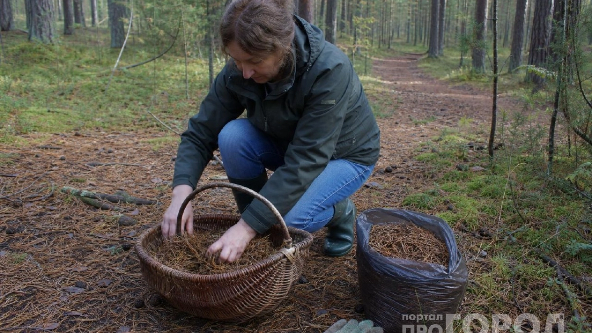 Мешок сосновых иголок и пачка соли: деревенская хитрость работает лучше покупных средств
