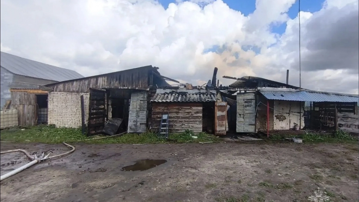 Четыре коровы погибли при ночном пожаре на животноводческой ферме в Большеболдинском районе