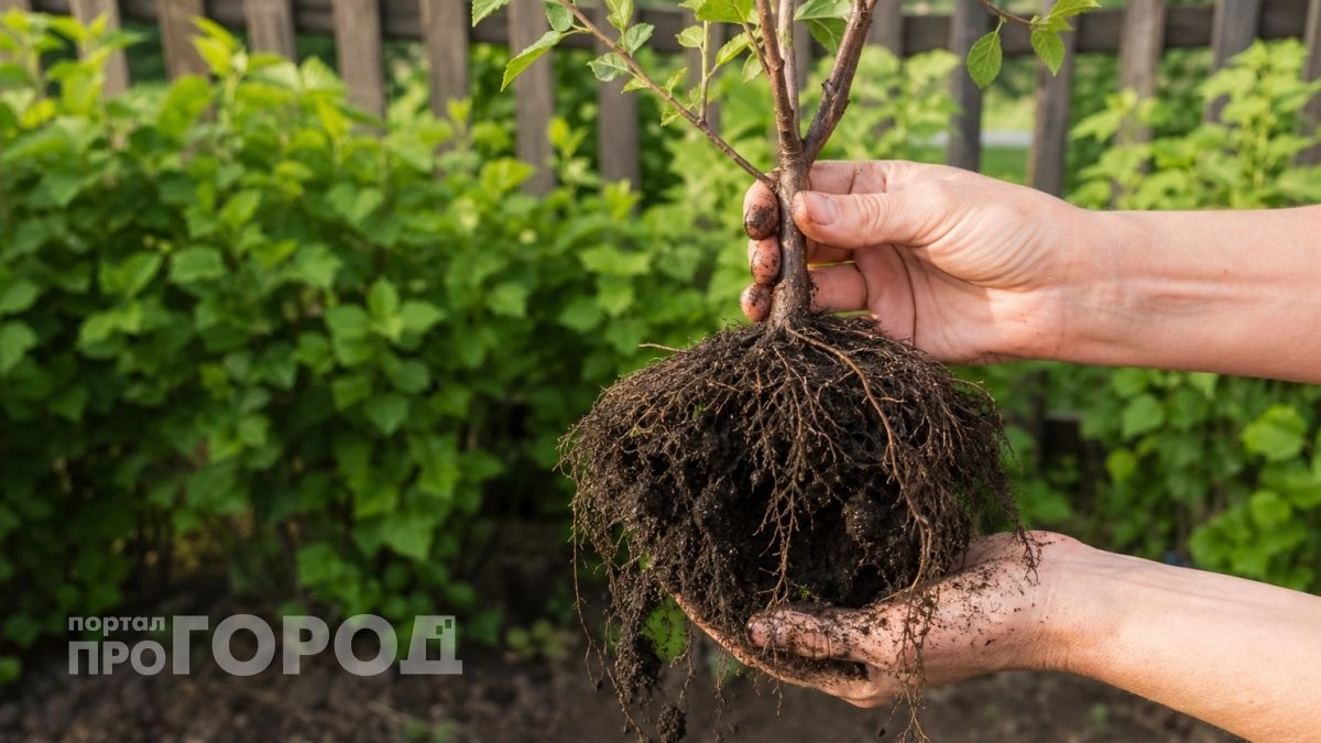 Забытый фрукт из 80-х дачники массово возвращают в сады: слаще меда и не болеет
