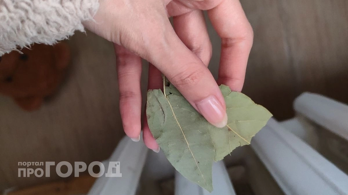 С первыми заморозками кладу лист лавра на батарею — и живу без бед: вот что происходит — вся семья замечает разницу