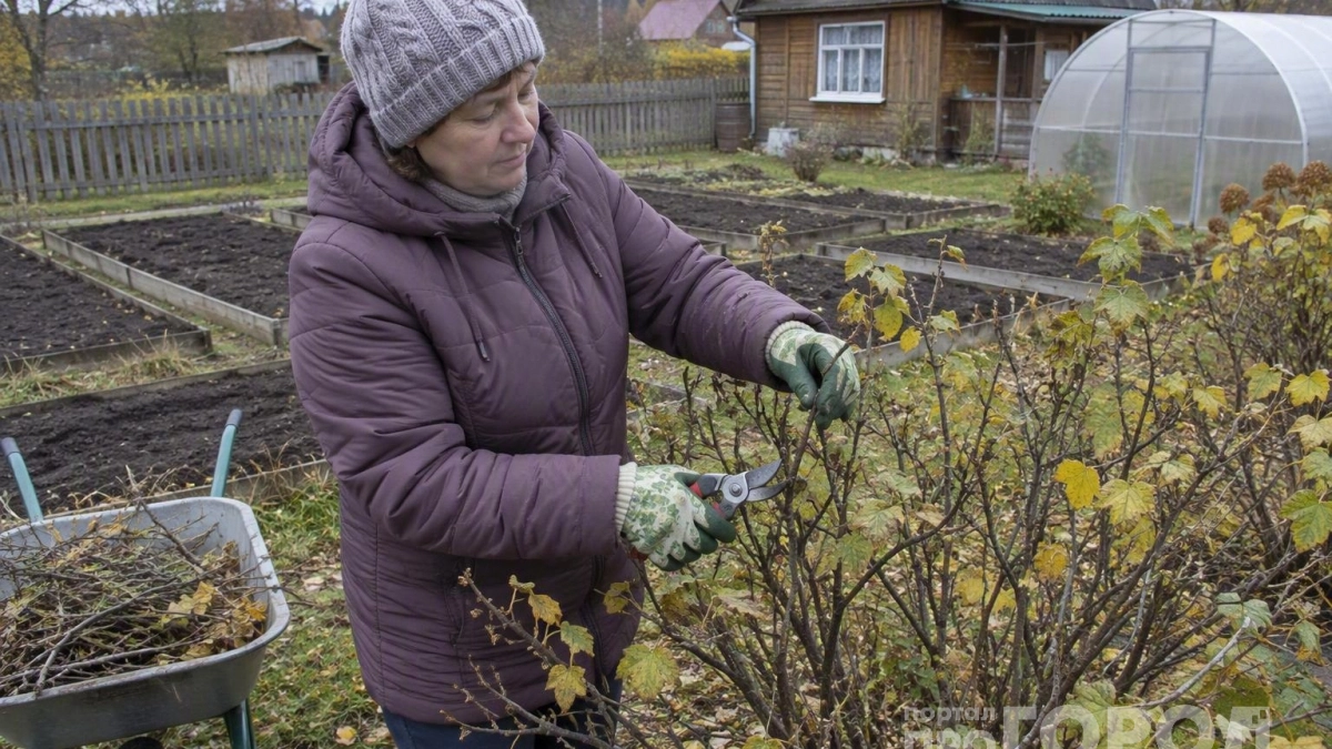 Чтобы смородина жила до 30 лет: обрезаю кусты по методу Мичурина — ягоды собираю крупные и сладкие как виноград
