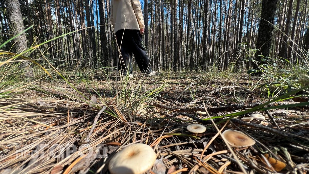 Гадюки, медведи и лоси: как безопасно сходить в лес в Нижегородской области осенью и не наткнуться на опасных животных — памятка грибника