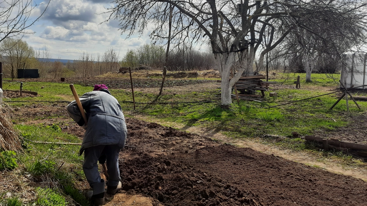 Сладкая, урожайная и не болеет: дачники поголовно возвращают забытый куст из 80-х - ведра сладких ягод без хлопот