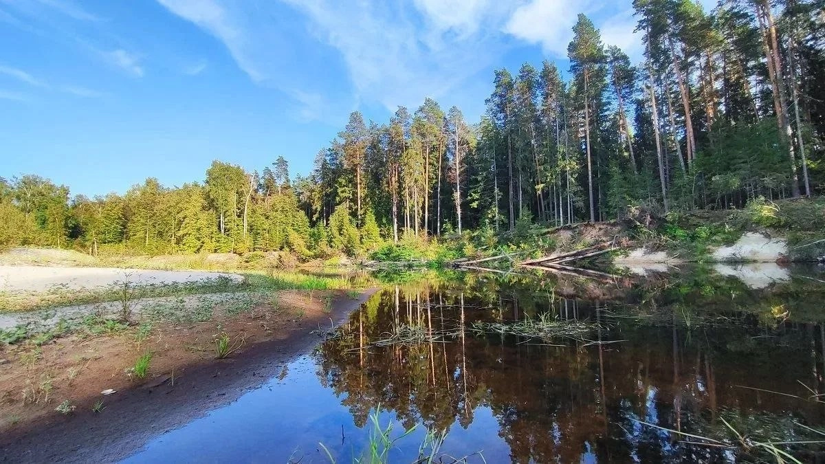 В Керженском заповеднике обнаружили дикого родственника египетского папируса