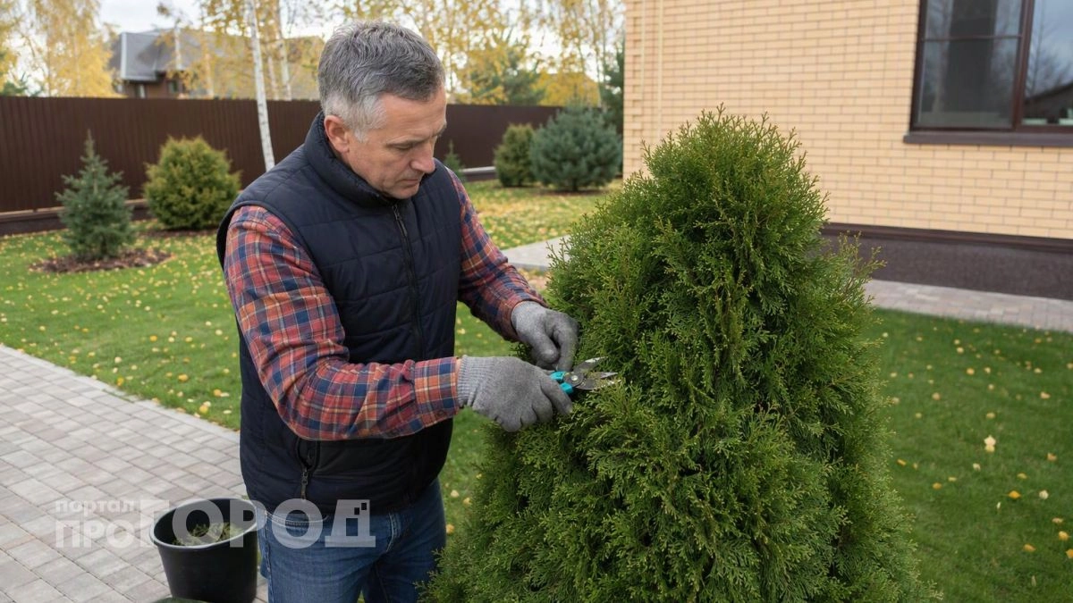 Хвойные засияют изумрудом уже в марте: делюсь методом питомниководов для быстрого восстановления цвета растений