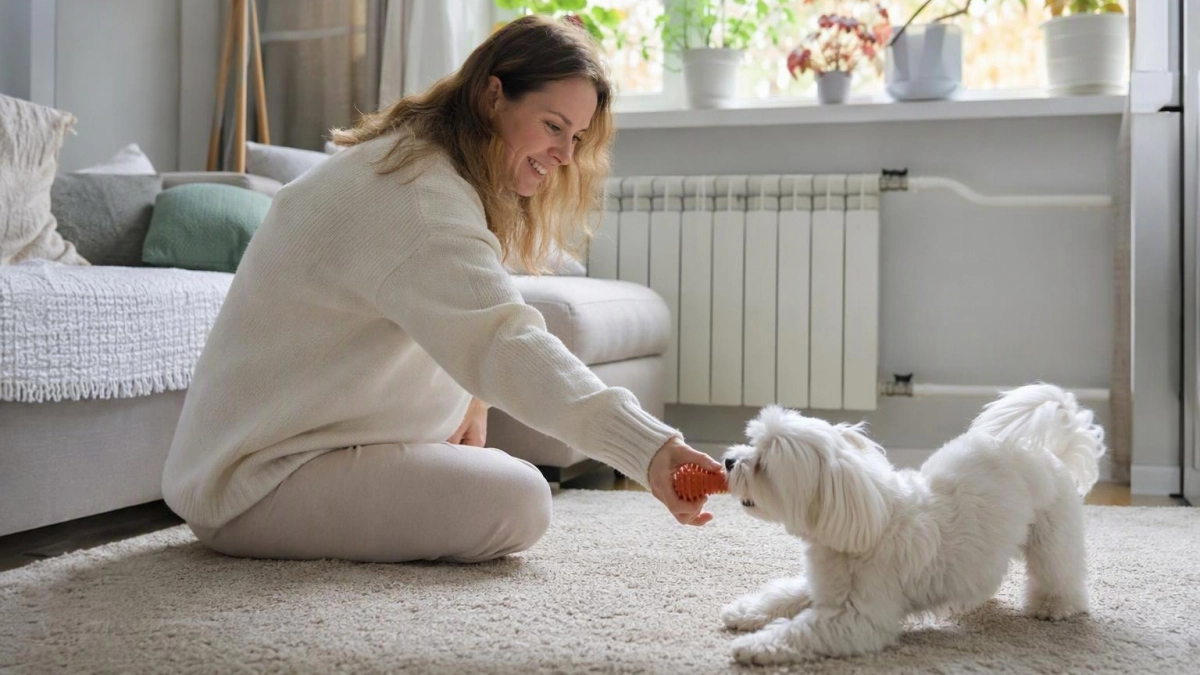 Ни линьки, ни погрызенной мебели: лучшие породы собак для городской