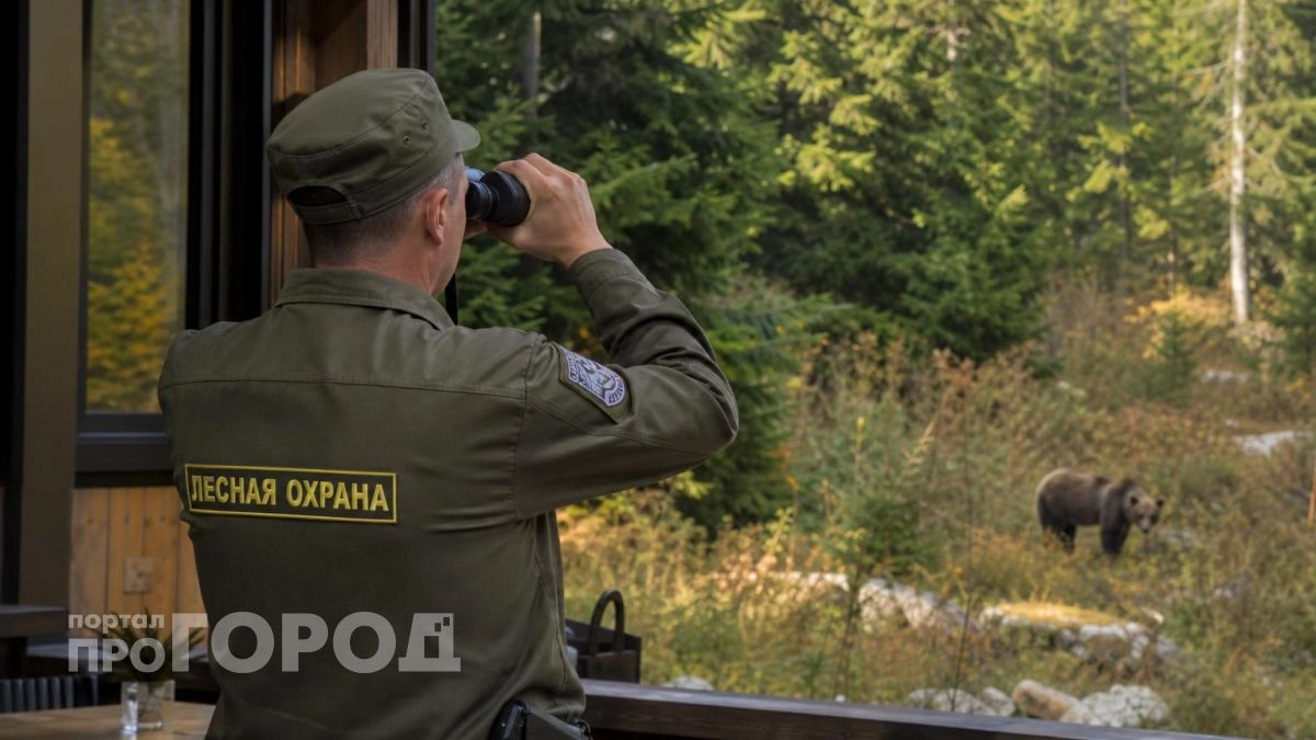 В Нижегородской области обнаружили следы медведя неподалеку от населенного пункта