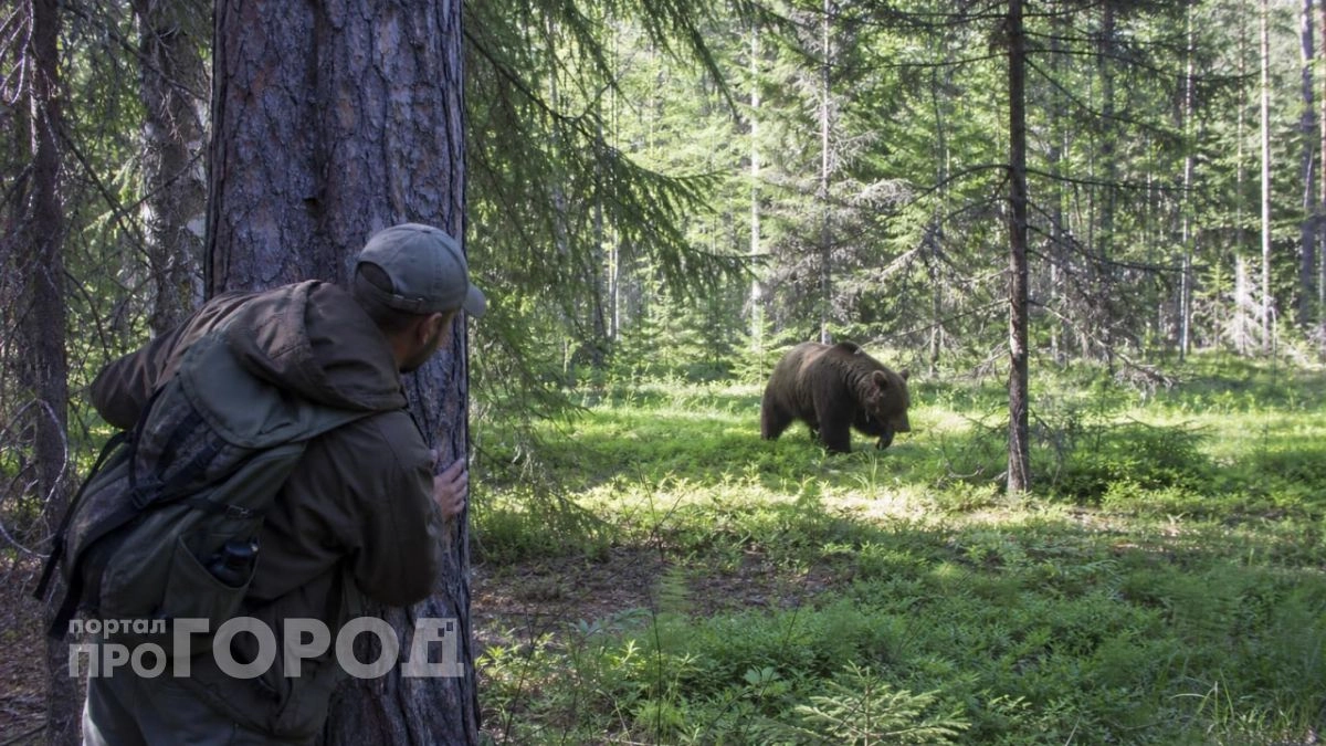 В Шахунье разрешили отстрел медведей после ночного нападения на собак