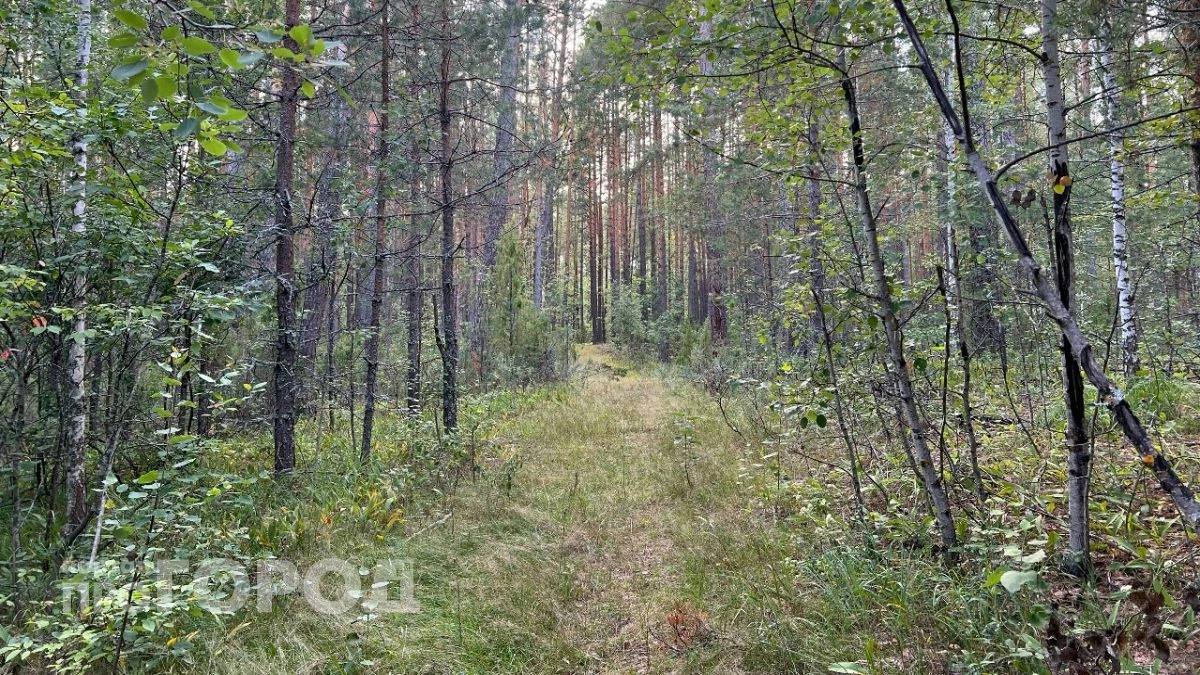 В Кстовском районе пустят с молотка 13 соток земли, но арендатора свяжут жестким правилом
