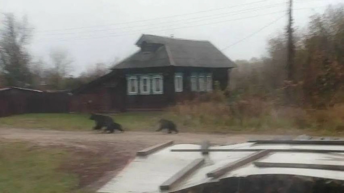 Медведица с медвежатами перепугала жителей села под Лысковом и уплыла по Волге