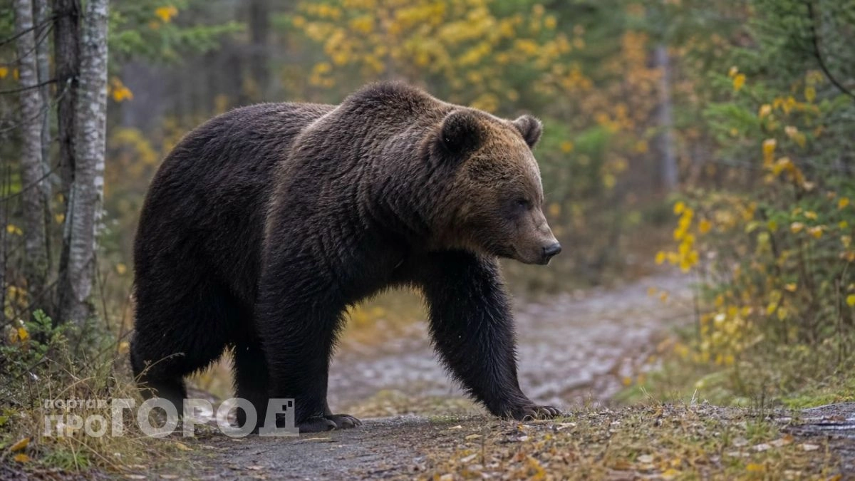 Борьба с медведями в Сарове, судебные приговоры чиновникам и новые спортивные объекты: главные новости за 14 октября