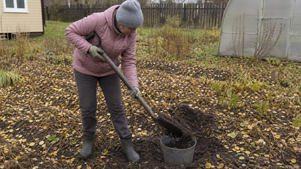 В октябре прячу на грядке дырявое ведро — запускаю подземную «кухню»: черви пируют, земля набирает силу без навоза
