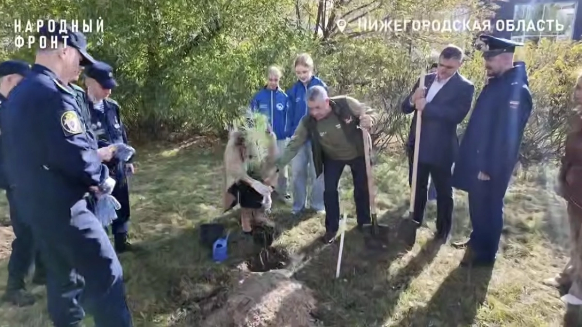 Кедровую аллею высадили в Нижнем Новгороде в память об участниках СВО