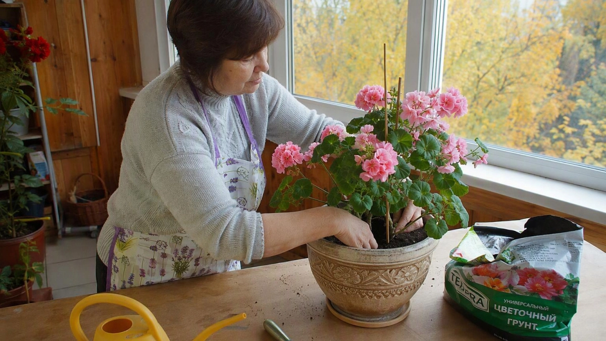 Мои цветы вечно заваливались на бок: придумала простую опору из подручных средств и забыла о проблеме навсегда