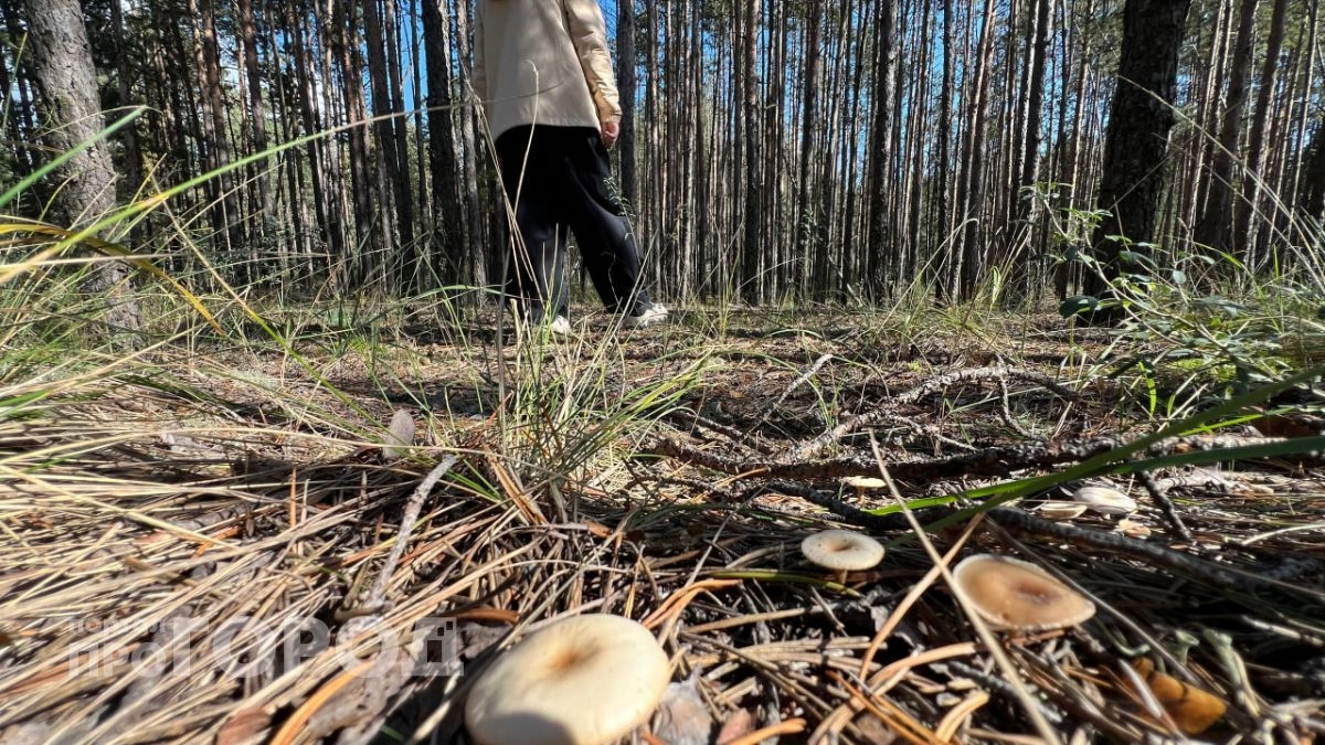 Нижегородцам запретили ходить в лес и жечь мусор на дачах до начала ноября