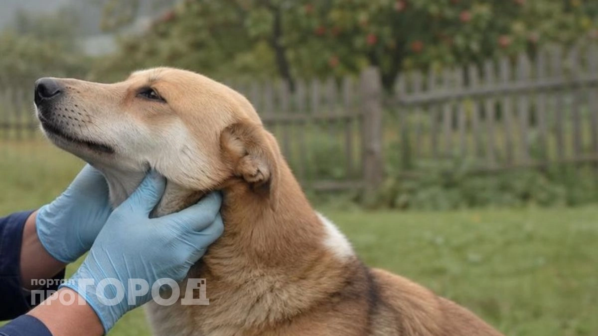 Деревню в Богородском районе изолировали из-за вспышки бешенства