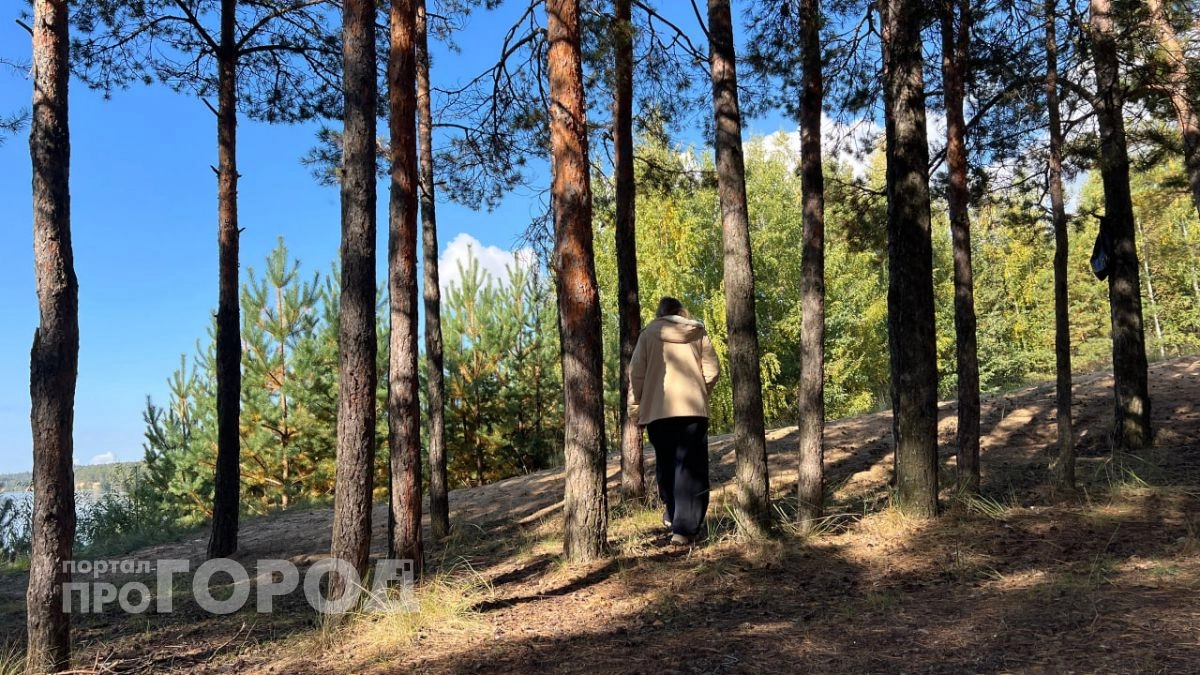 Нижегородскую компанию заставили спасать от леса 200 гектаров заброшенной земли