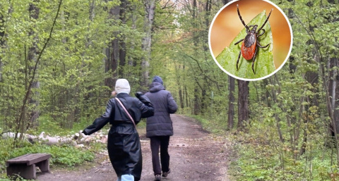 В Нижегородской области зафиксировали первого в этом году заразного клеща
