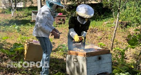 В Дзержинске задержали партию больных пчел из Оренбургской области