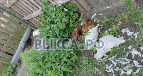 В Выксунском районе прожорливая лиса залезла в курятник сельских жителей и загрызла 13 кур из 14