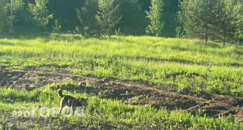 По одному из районов Нижегородской области бегала опасная бешеная собака