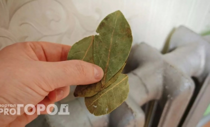С первыми морозами бросаю лавровые листы на батарею — и живу без хлопот: вот что происходит — вся родня чувствует эффект